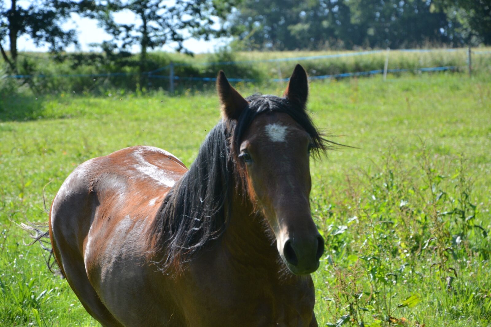 Nikon D5200 sample photo. Horse, standard, horseback riding photography