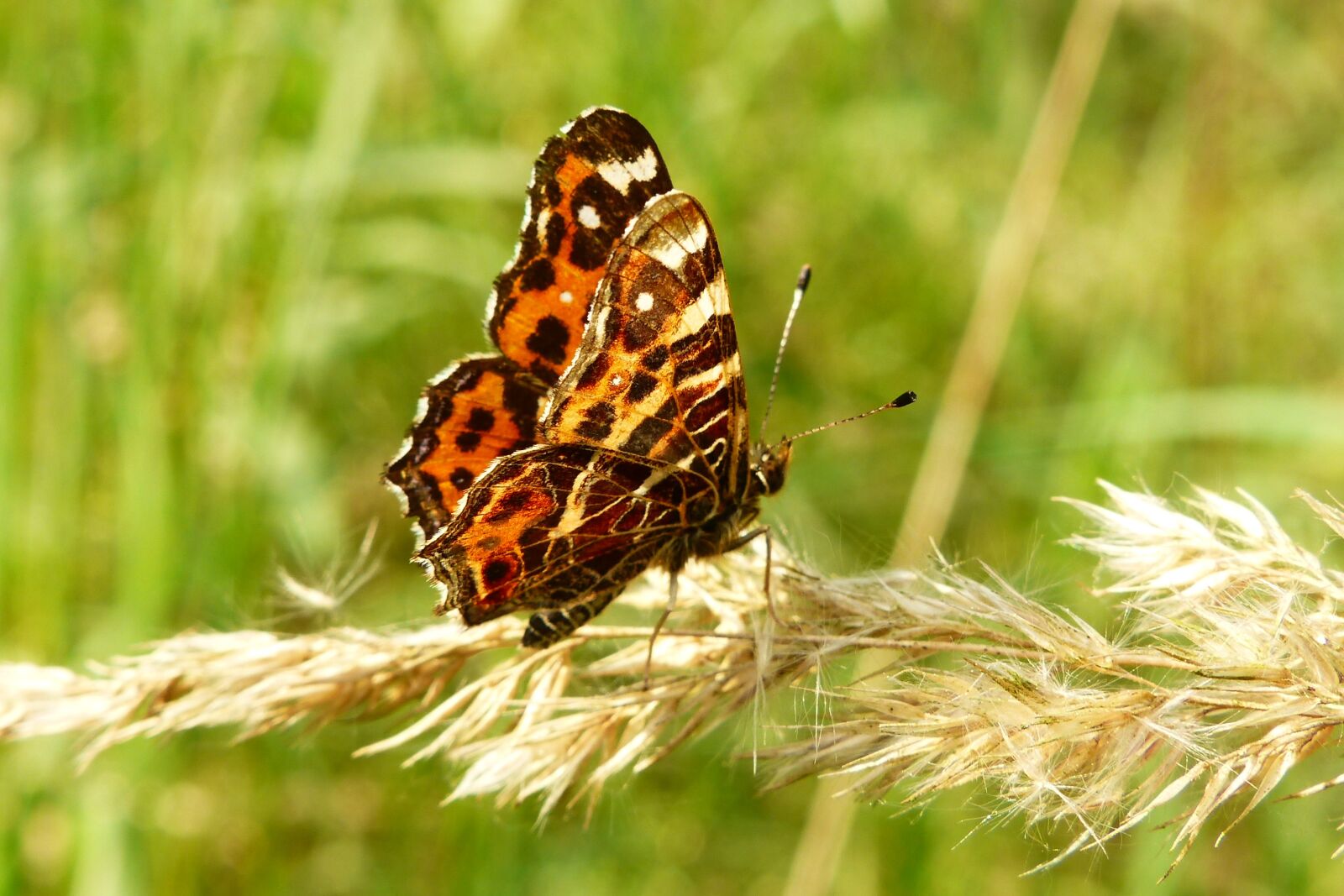 Panasonic Lumix DMC-FZ200 sample photo. Animals, invertebrates, insect photography