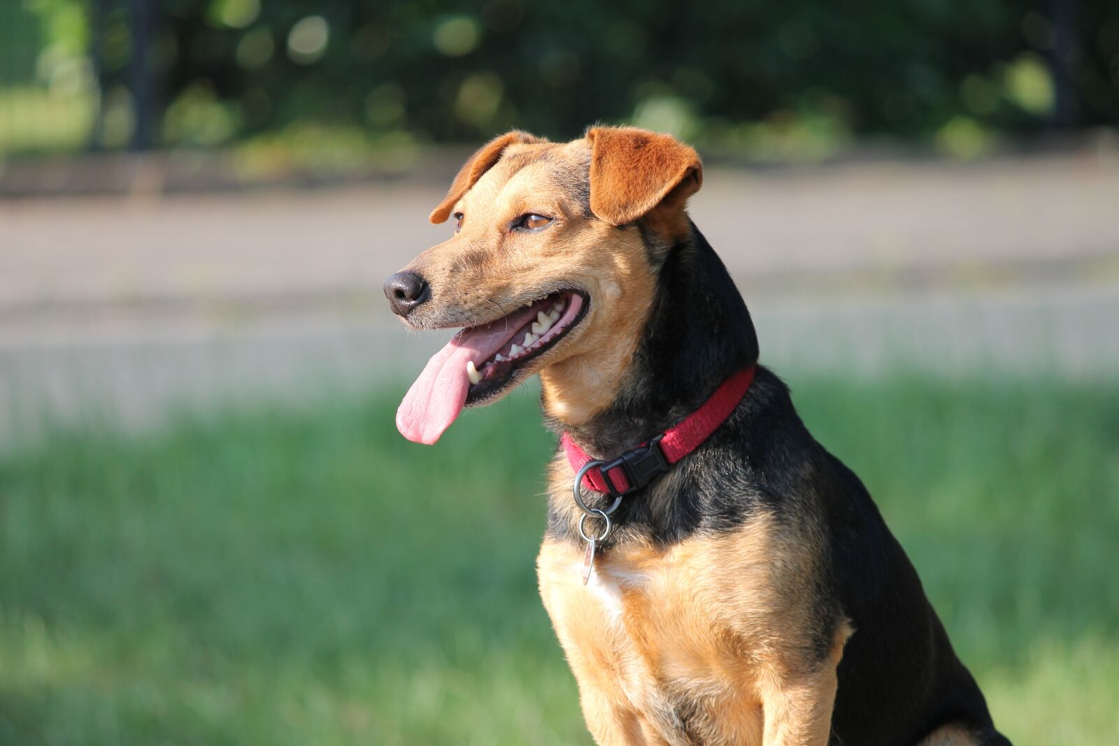 Canon EOS 1100D (EOS Rebel T3 / EOS Kiss X50) sample photo. Dog, hybrid, pet photography