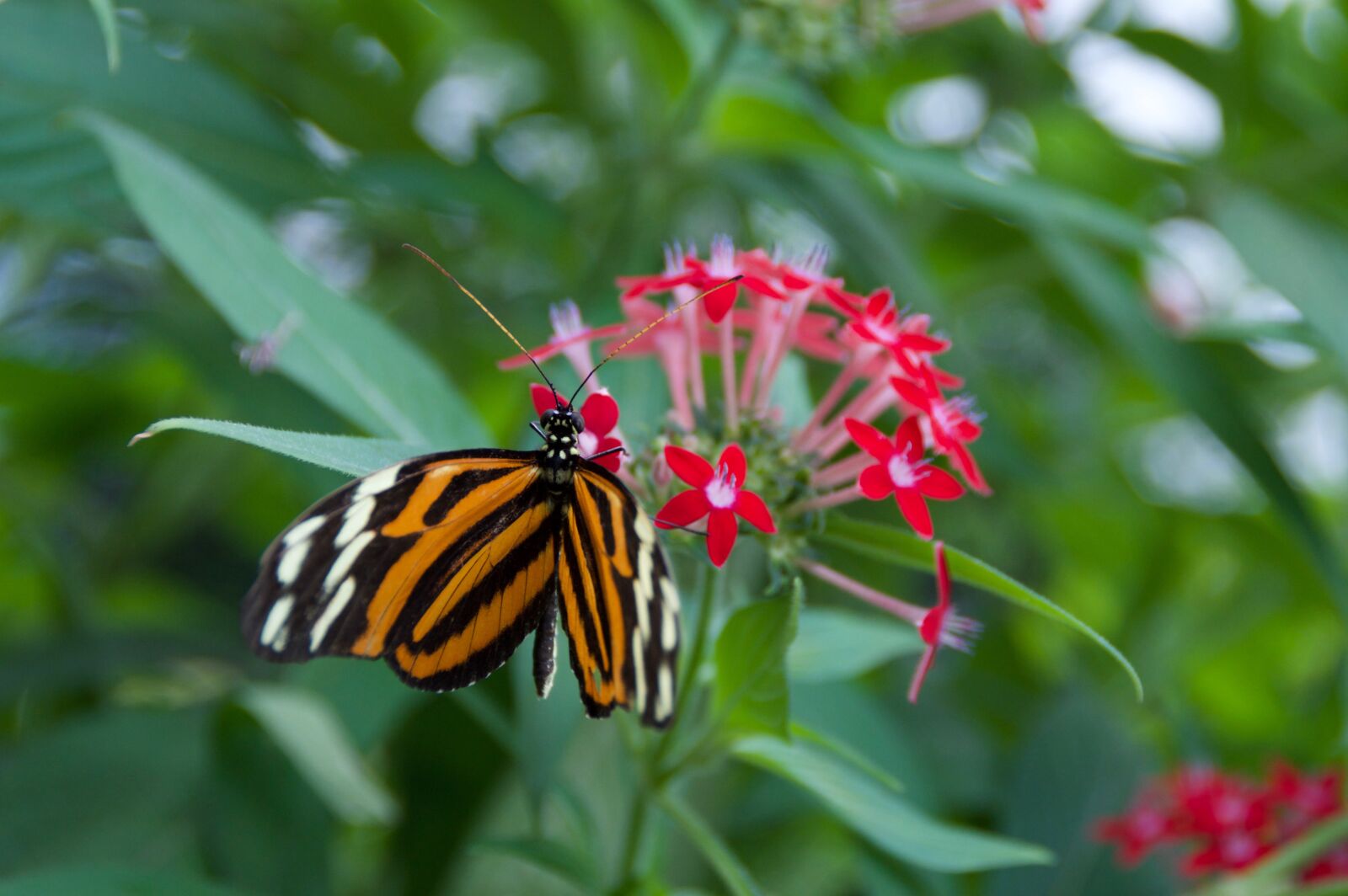 Nikon D3200 sample photo. Nature, butterfly, insect photography