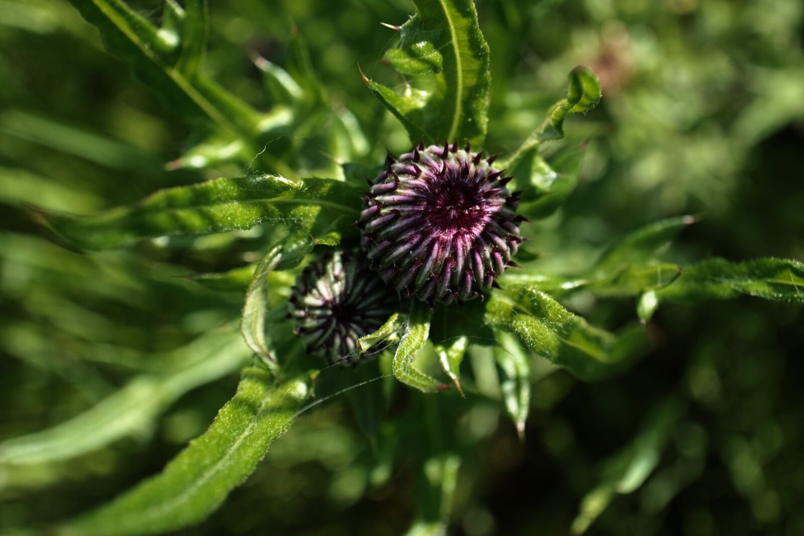 Canon EF-M 11-22mm F4-5.6 IS STM sample photo. Thistle, bud, grass photography