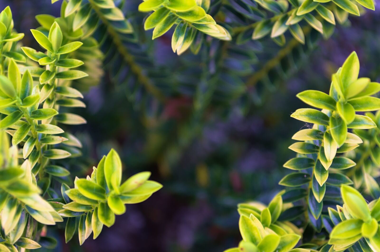 Nikon D3100 sample photo. Foliage, leaves, plant photography