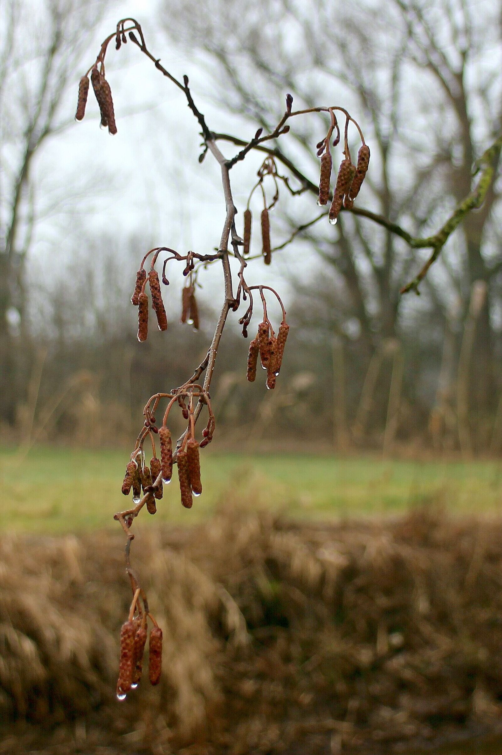 Canon EOS M sample photo. Hazelnut, seeds, bud photography