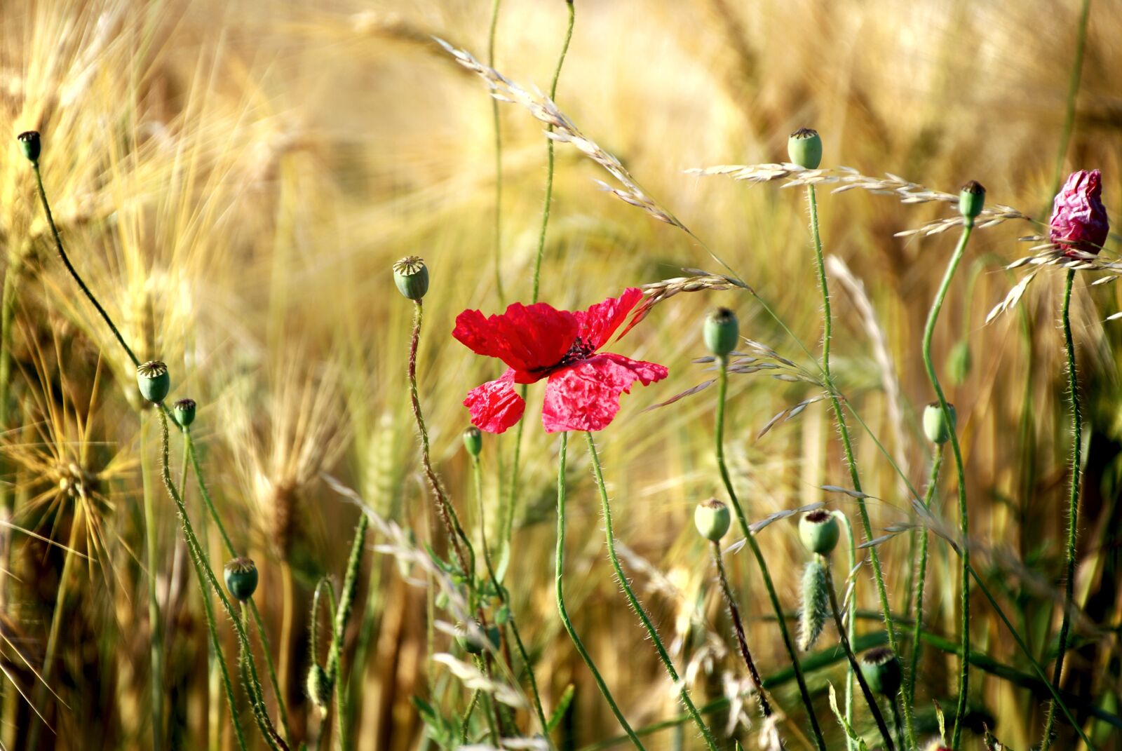 Nikon D80 sample photo. Poppy, nature, flower poppy photography