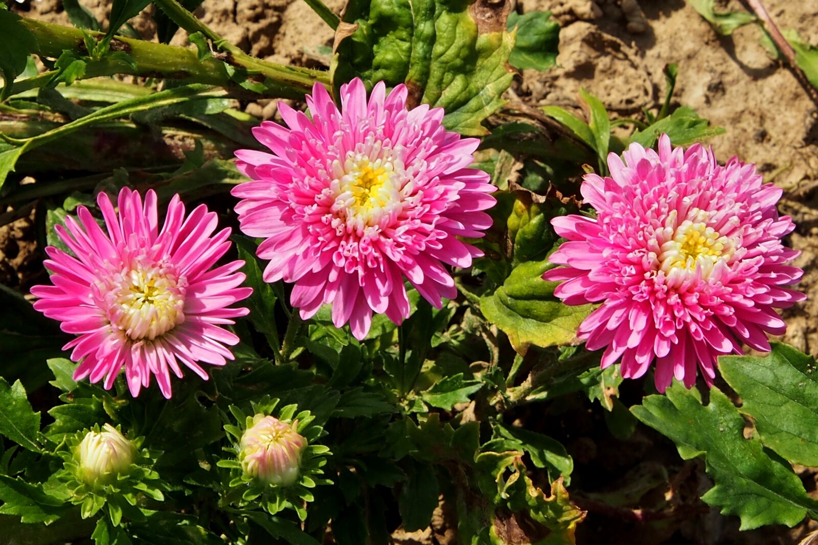 Olympus OM-D E-M5 sample photo. Asters, pink, autumn photography