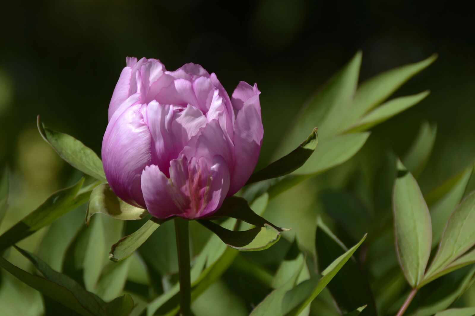 Nikon D7100 sample photo. Peony, blossom, bloom photography