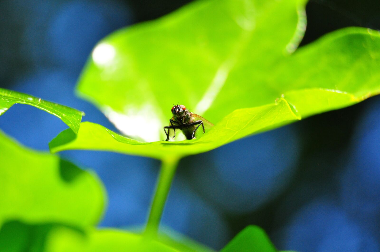 Nikon D5000 sample photo. Fly, leaf, macro photography