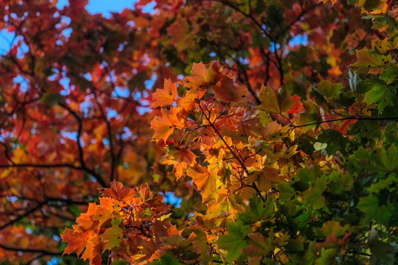 Canon EOS 6D + Canon EF 70-200mm F4L USM sample photo. Autumn, beauty, paint photography