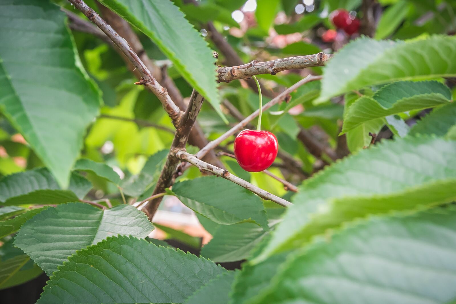 Canon EOS 70D sample photo. Cherry, red, fruit photography
