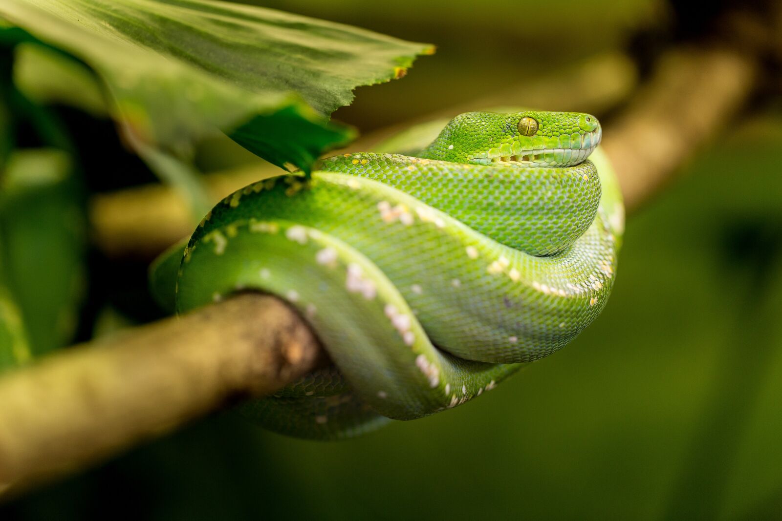 Canon EF 100mm F2.8L Macro IS USM sample photo. Snake, green, macro photography