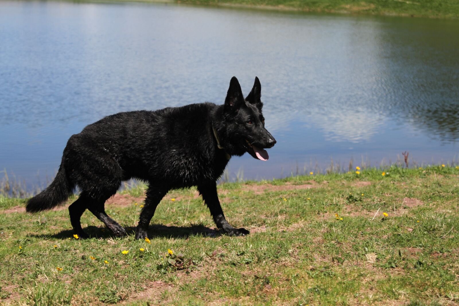 Canon EOS 7D sample photo. Seebenalp, black, dog photography