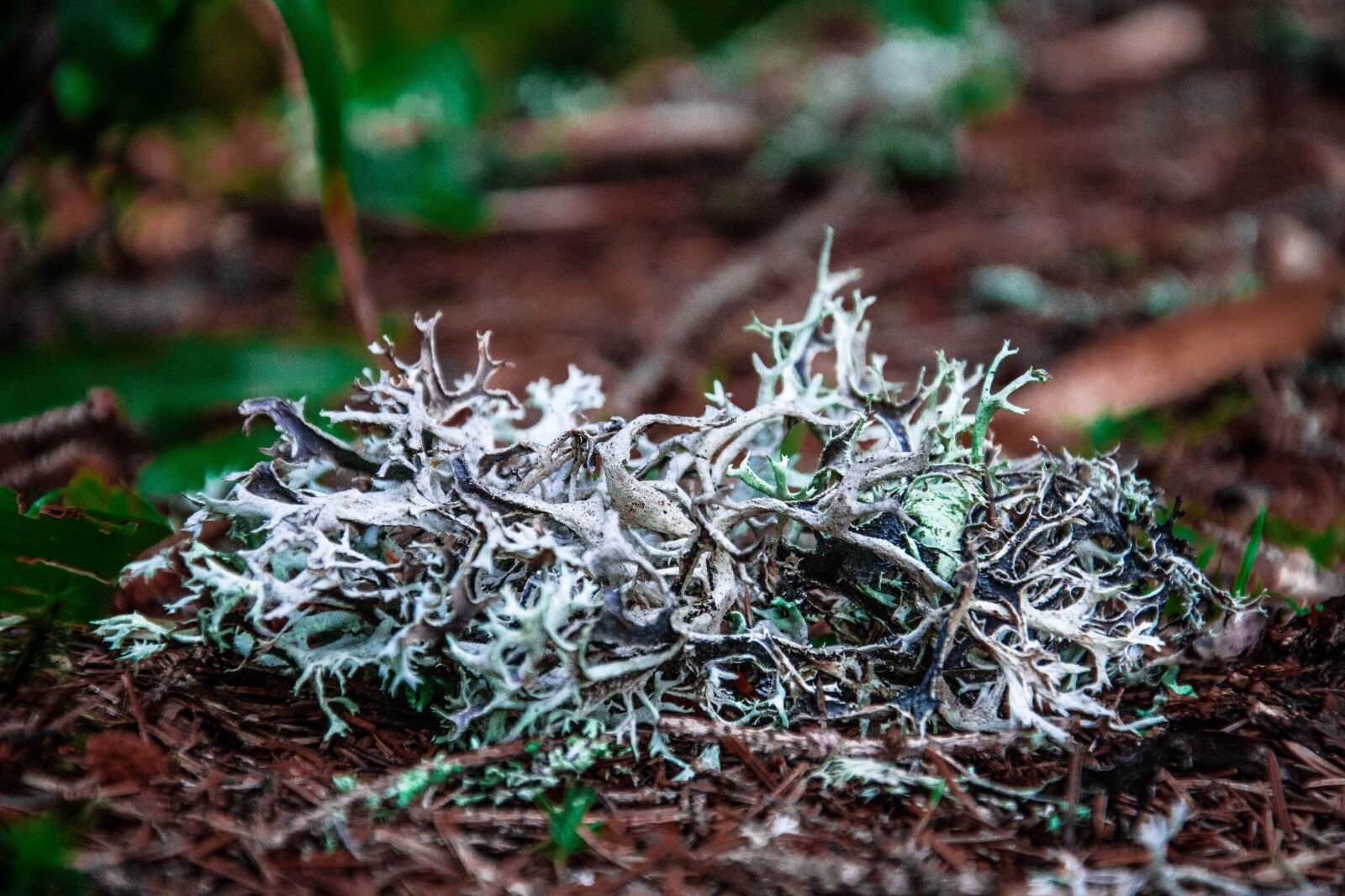 Nikon D3100 sample photo. Nature, sheet, plant photography