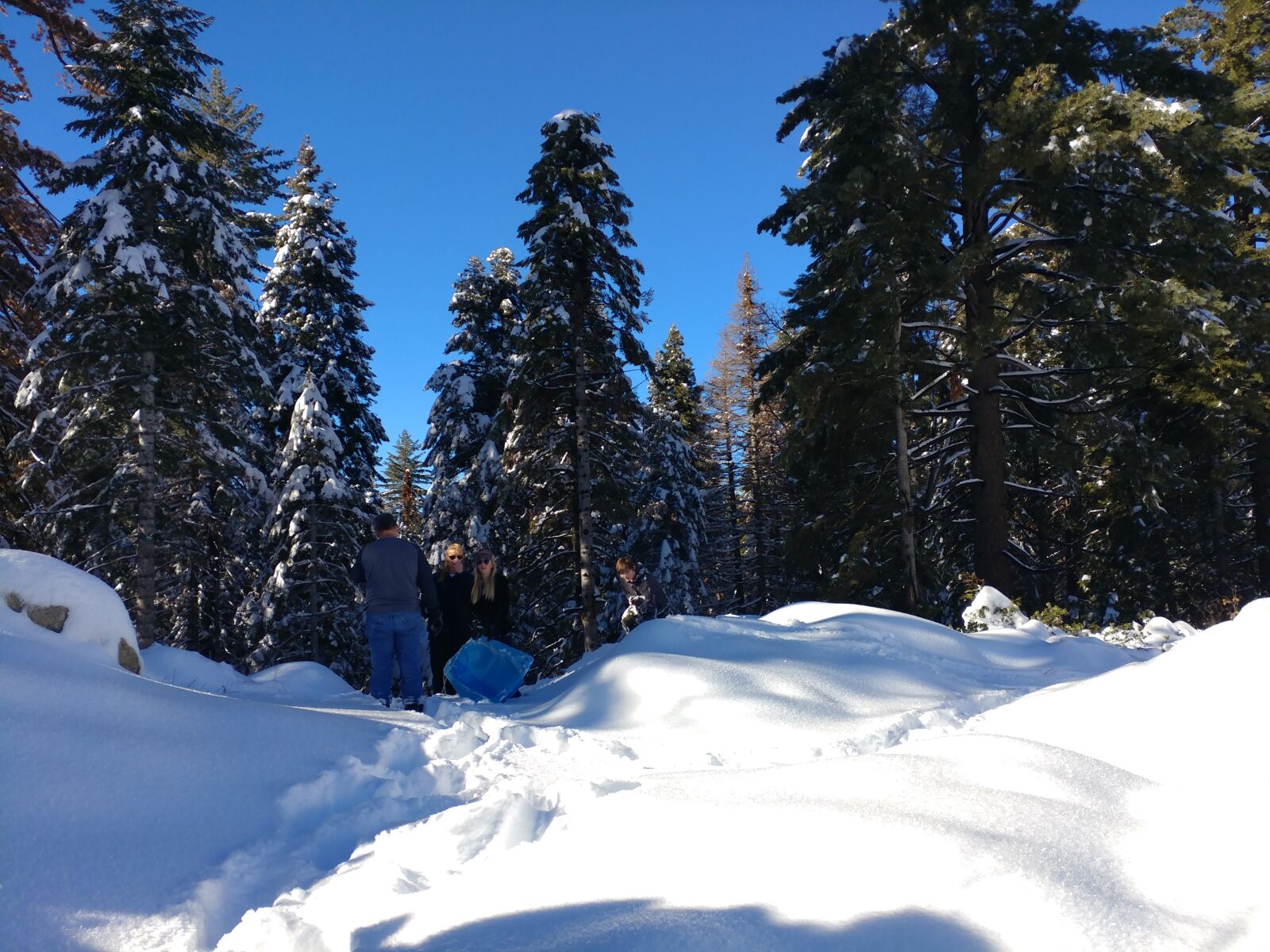 LG V20 sample photo. Snow, pine trees, nature photography