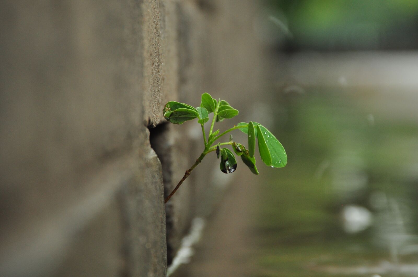 Nikon D90 sample photo. The walls of the photography