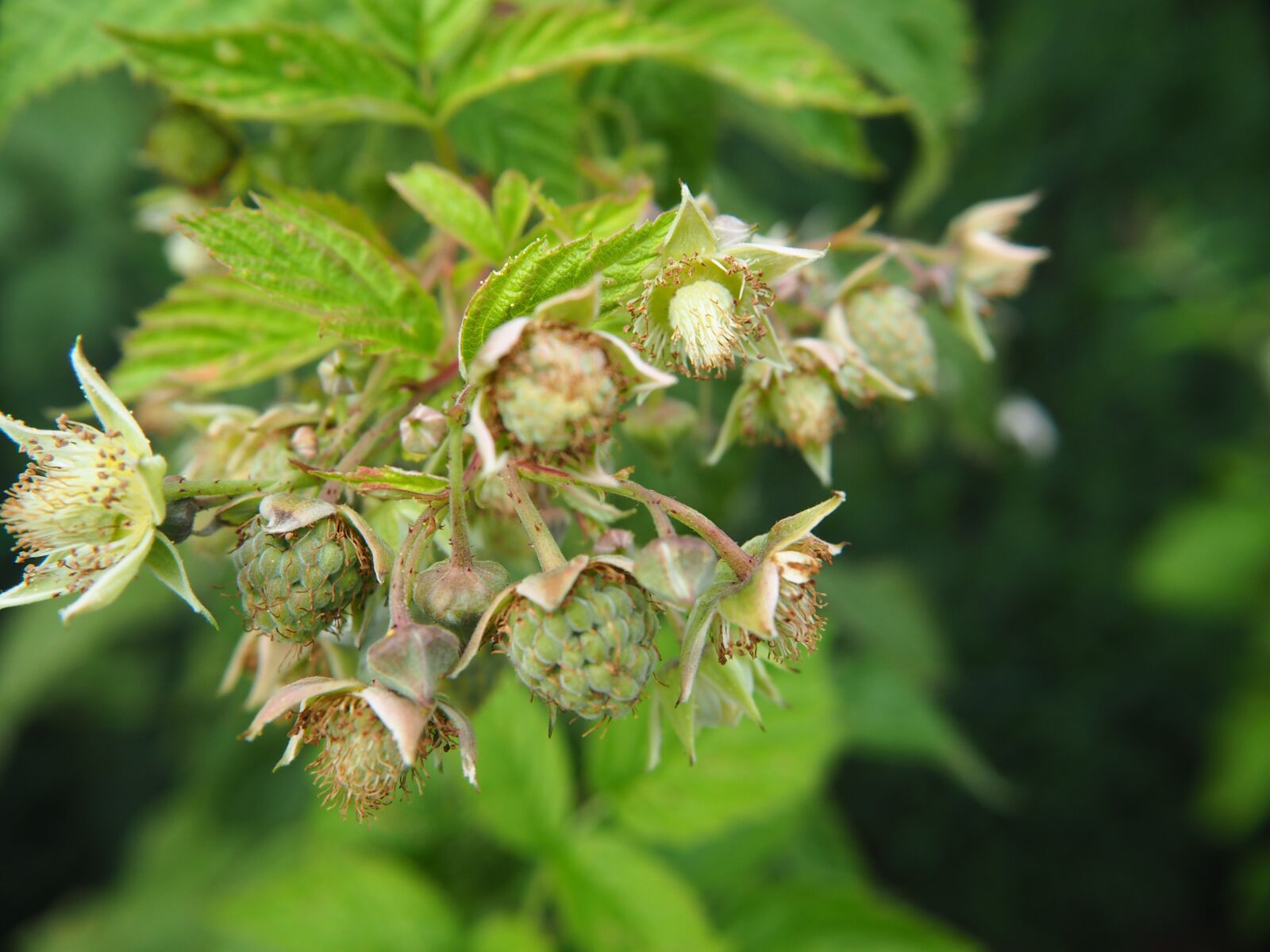 Olympus OM-D E-M10 sample photo. Raspberries, raspberry, flowers photography