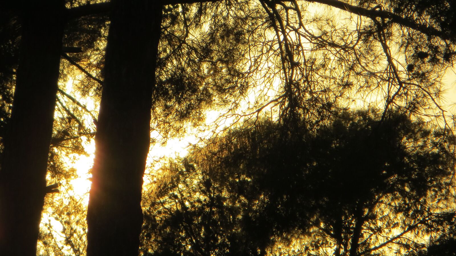 Canon PowerShot SX240 HS sample photo. Tree, background, forest photography