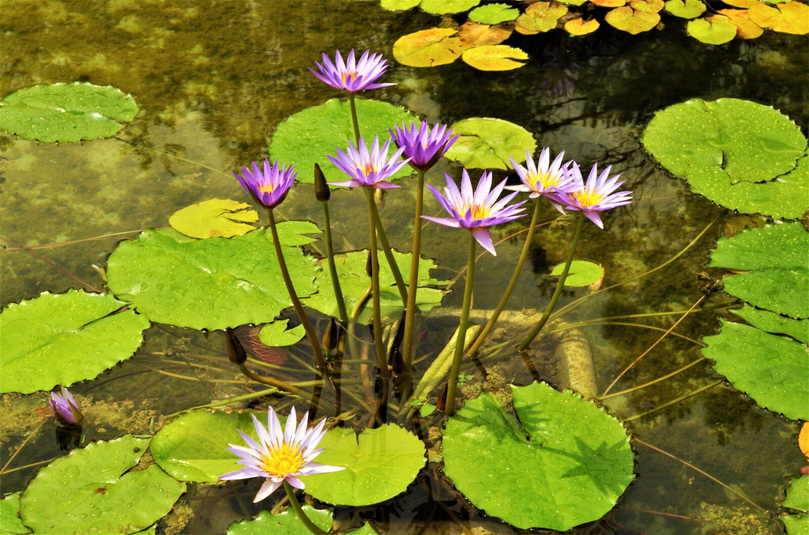 Pentax K-50 sample photo. Flowers, waterlilies, water flowers photography