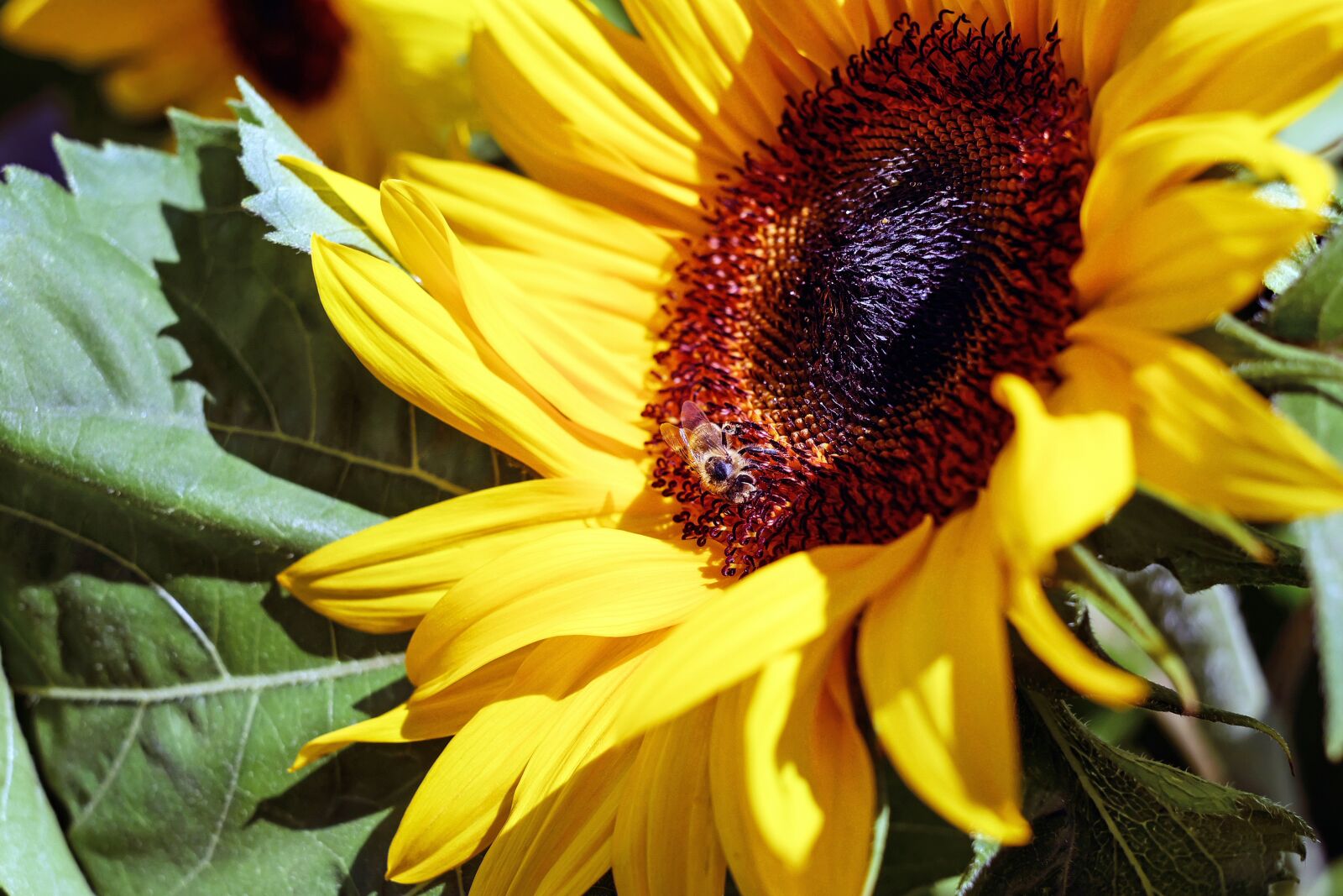 Fujifilm X-T10 + Fujifilm XF 35mm F1.4 R sample photo. Sunflower, flower, bloom photography