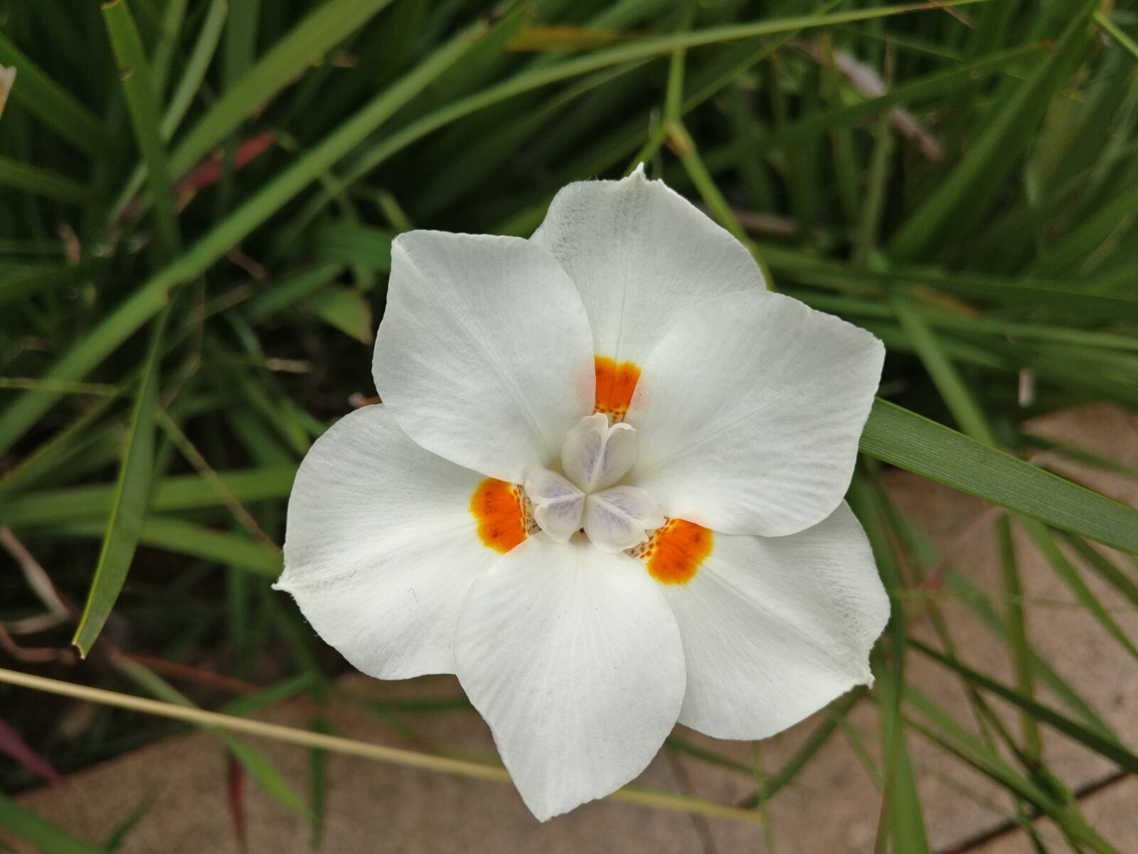 OnePlus A3010 sample photo. White flower, green, nature photography