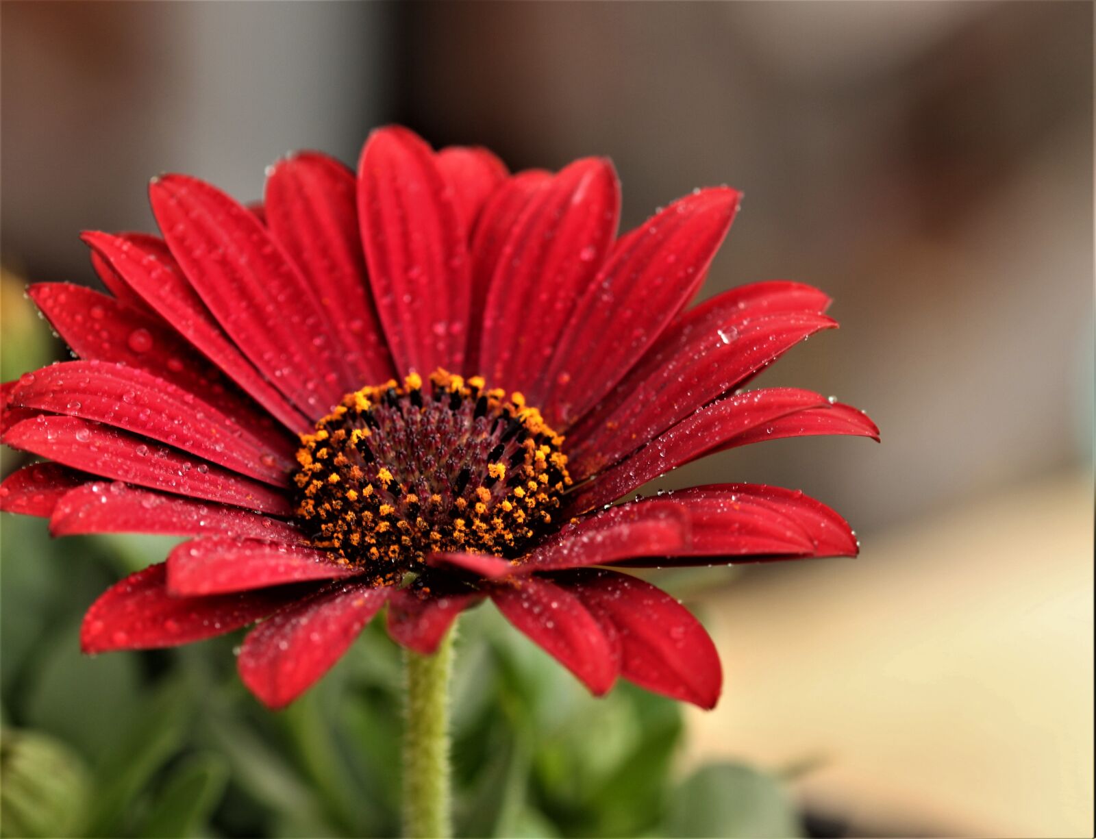 Canon EOS 7D Mark II sample photo. Flower, floral, plant photography