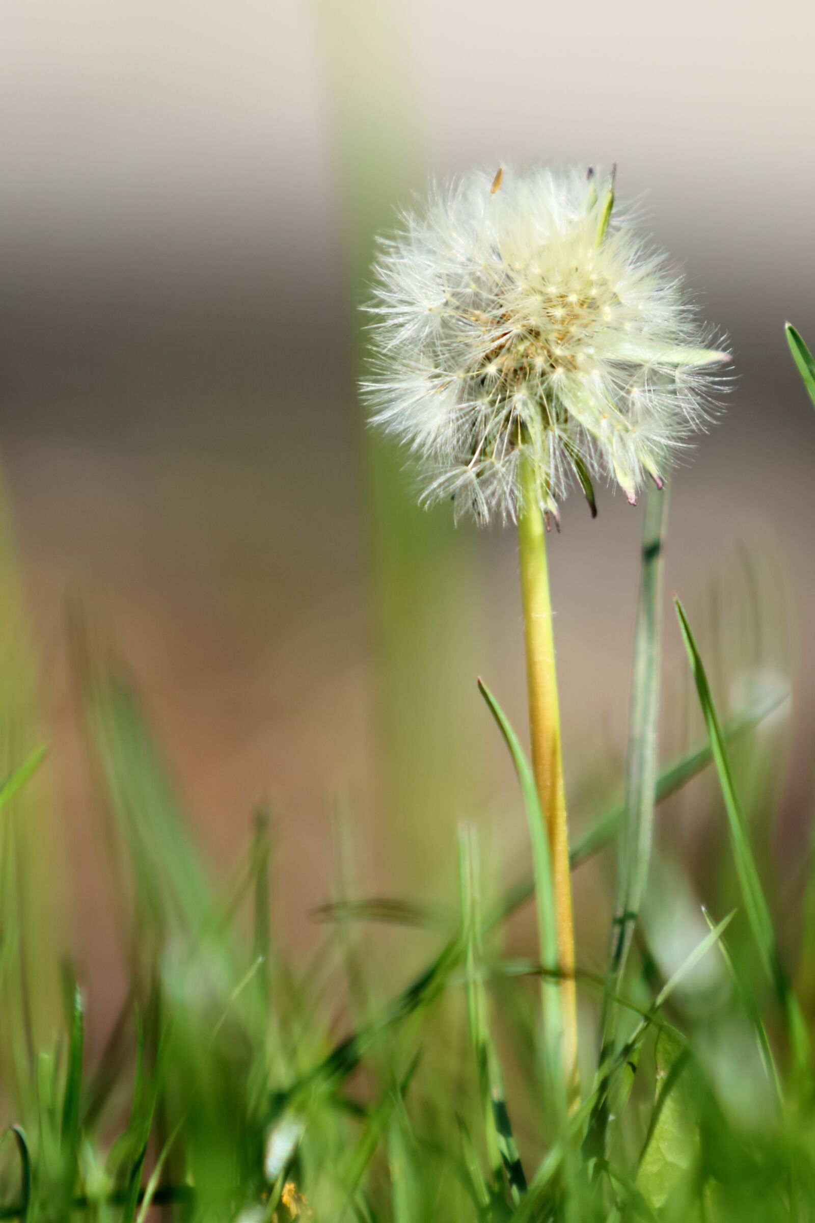 Canon EOS 5D Mark III sample photo. Dandelion, puff photography