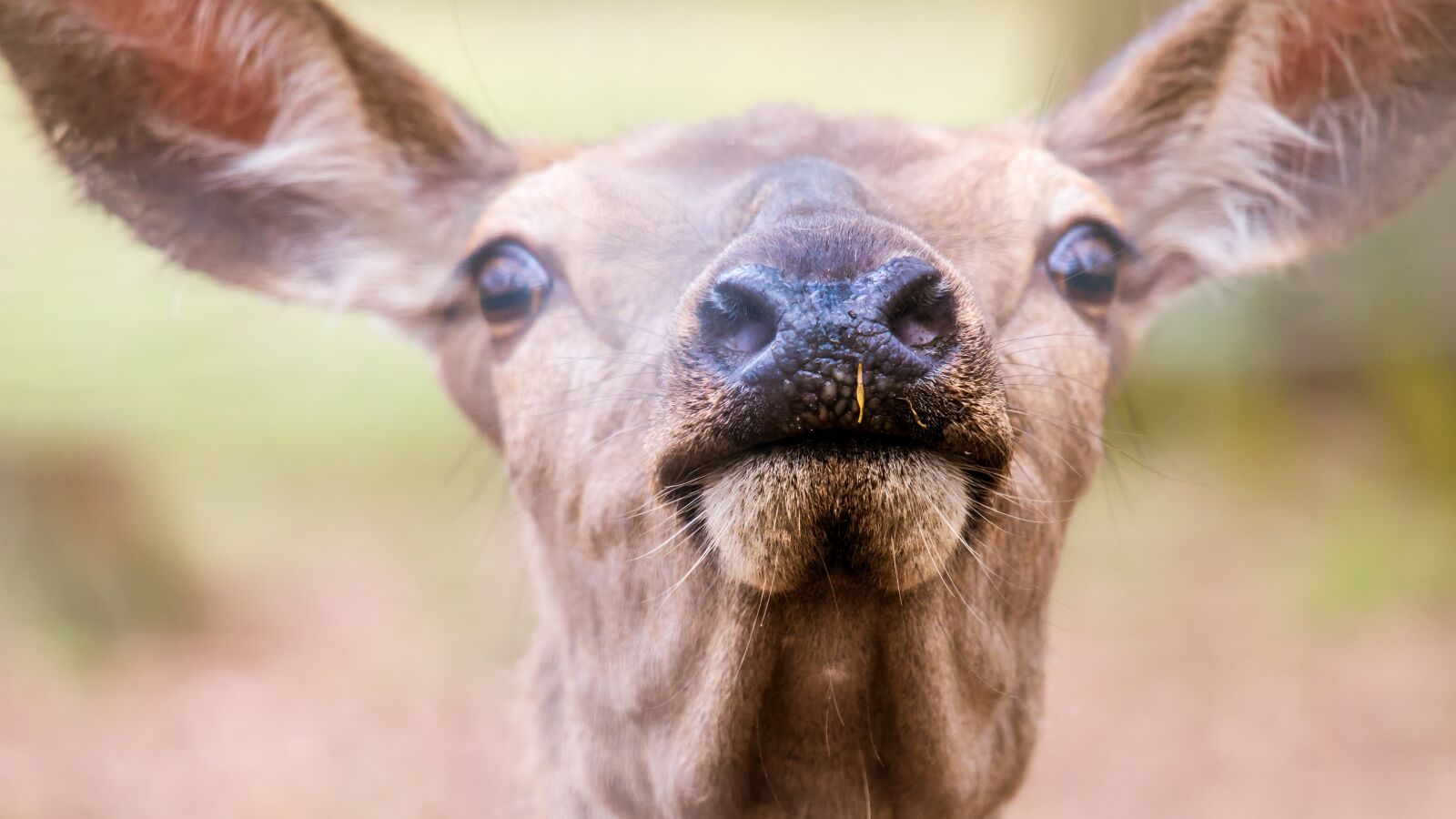 Samsung NX300M + Samsung NX 50-200mm F4-5.6 ED OIS sample photo. Foot, snout, nostrils photography