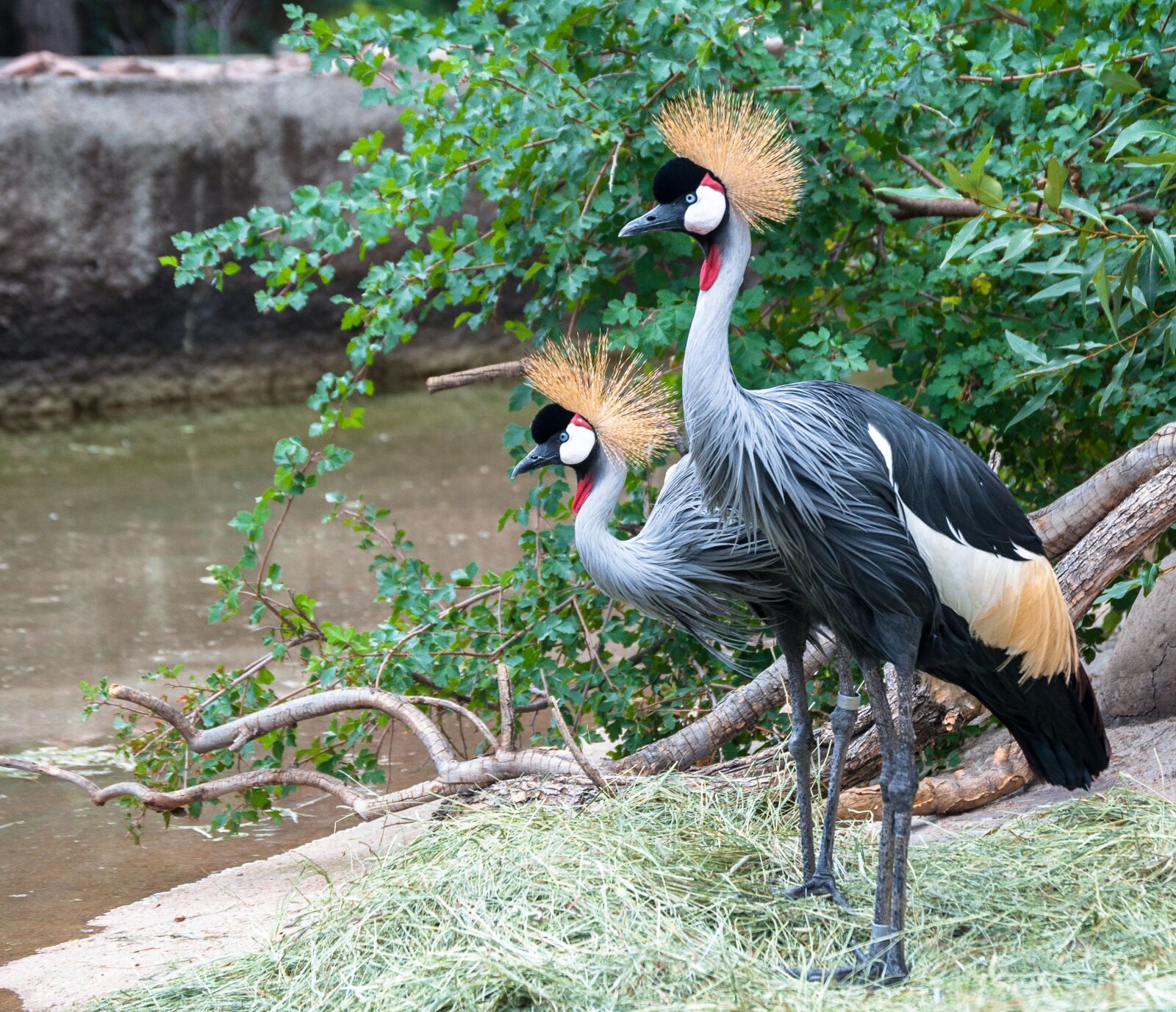 Nikon D5000 sample photo. Grey crowned crane, balearica photography