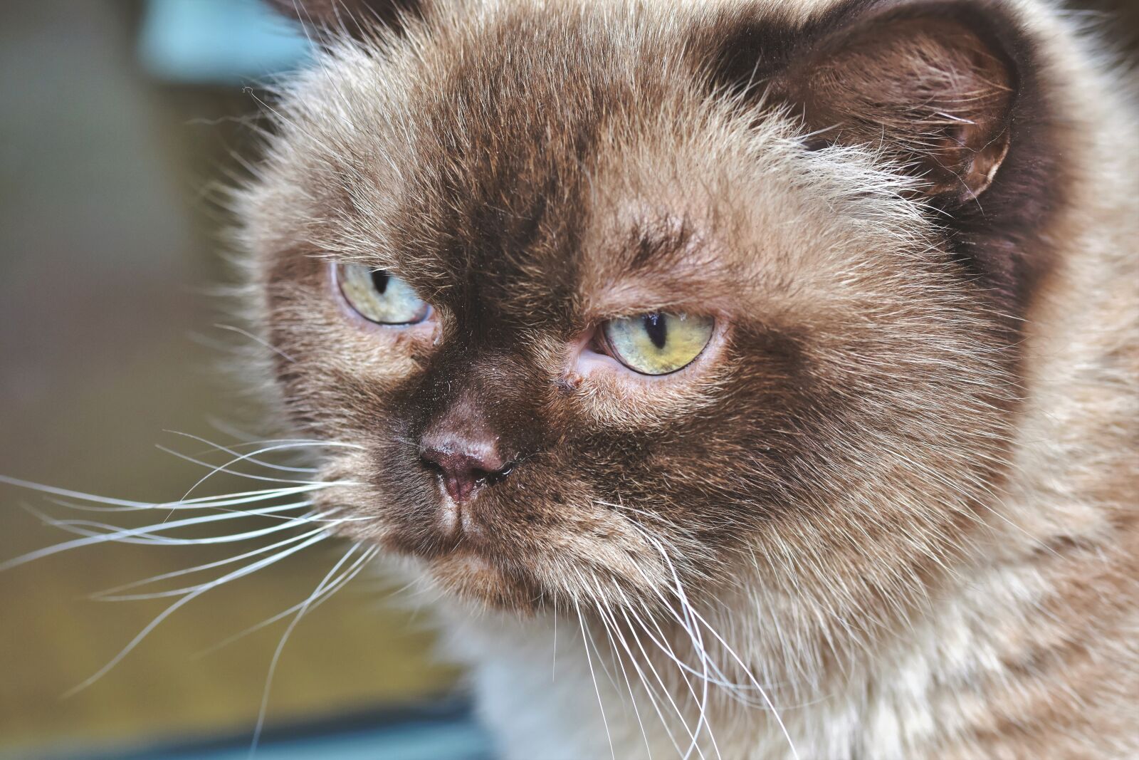 Nikon D7200 sample photo. Breed cat, cat, thoroughbred photography