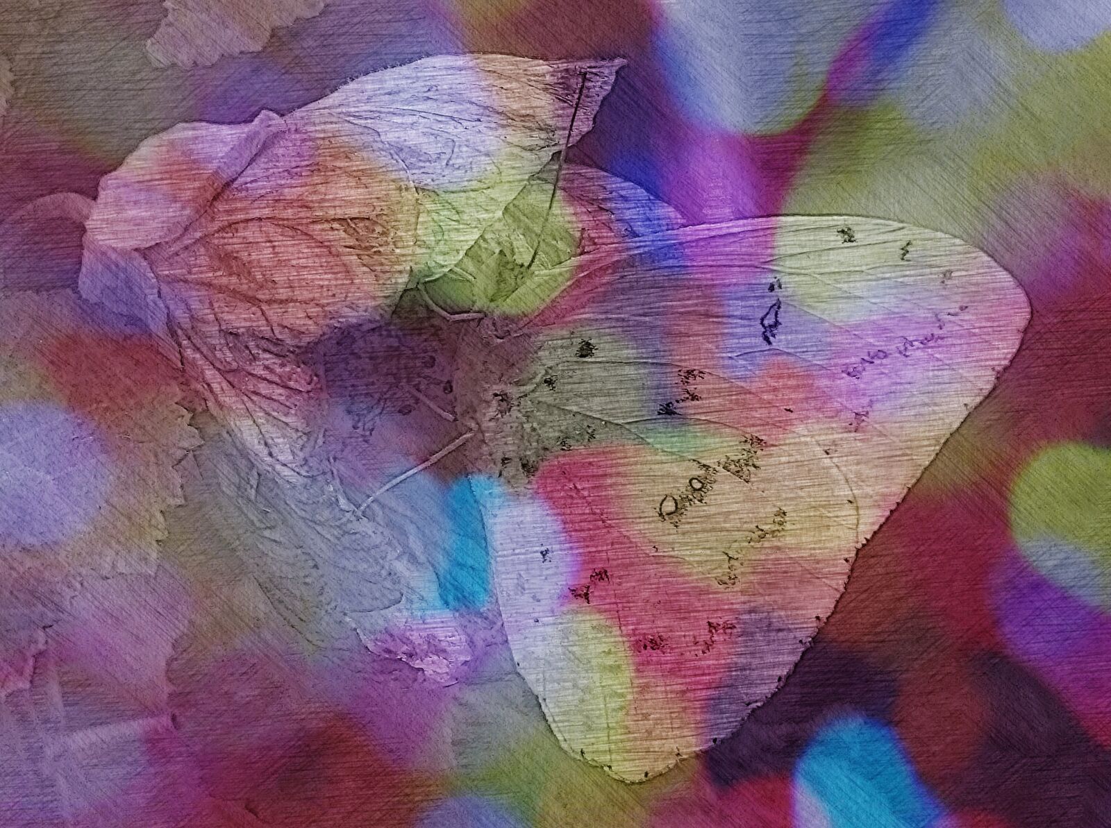 Sony Alpha NEX-5T sample photo. Butterfly, flower, graphic photography