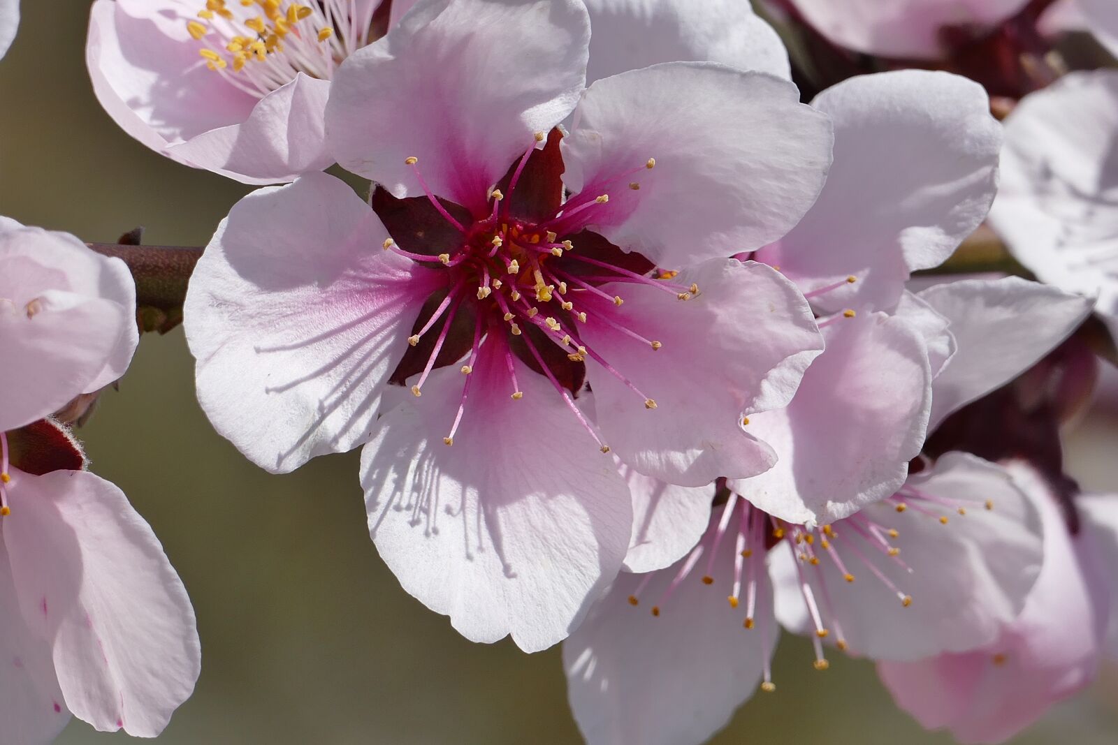 Panasonic Lumix DMC-FZ1000 sample photo. Wild cherry, blossom, bloom photography