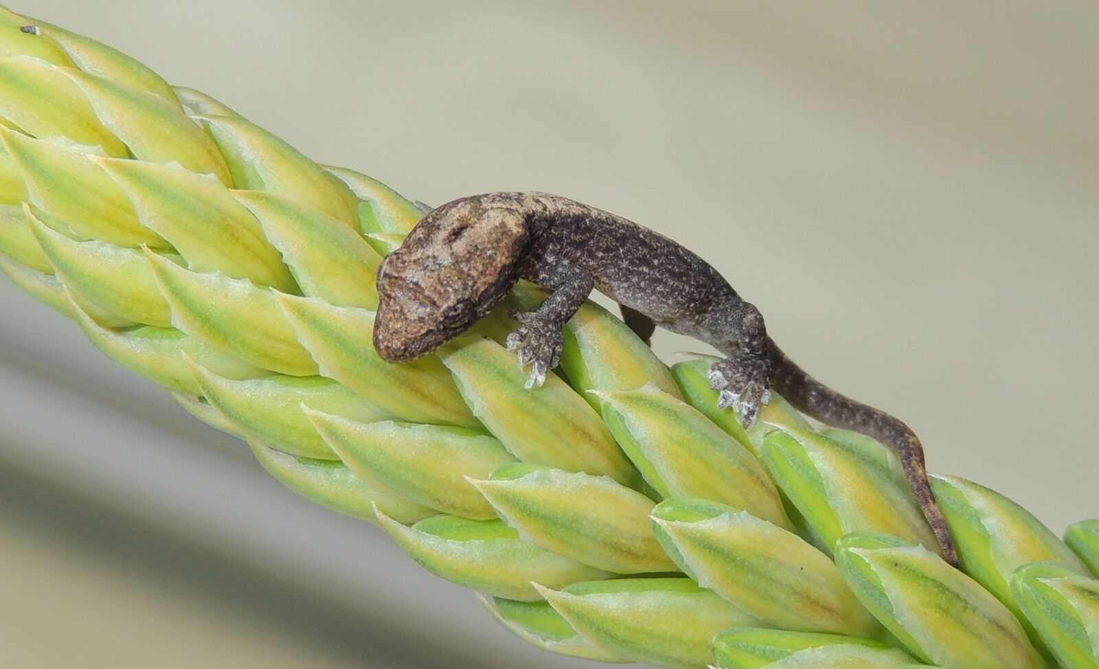 Nikon Coolpix P510 sample photo. Nature, food, lizard photography