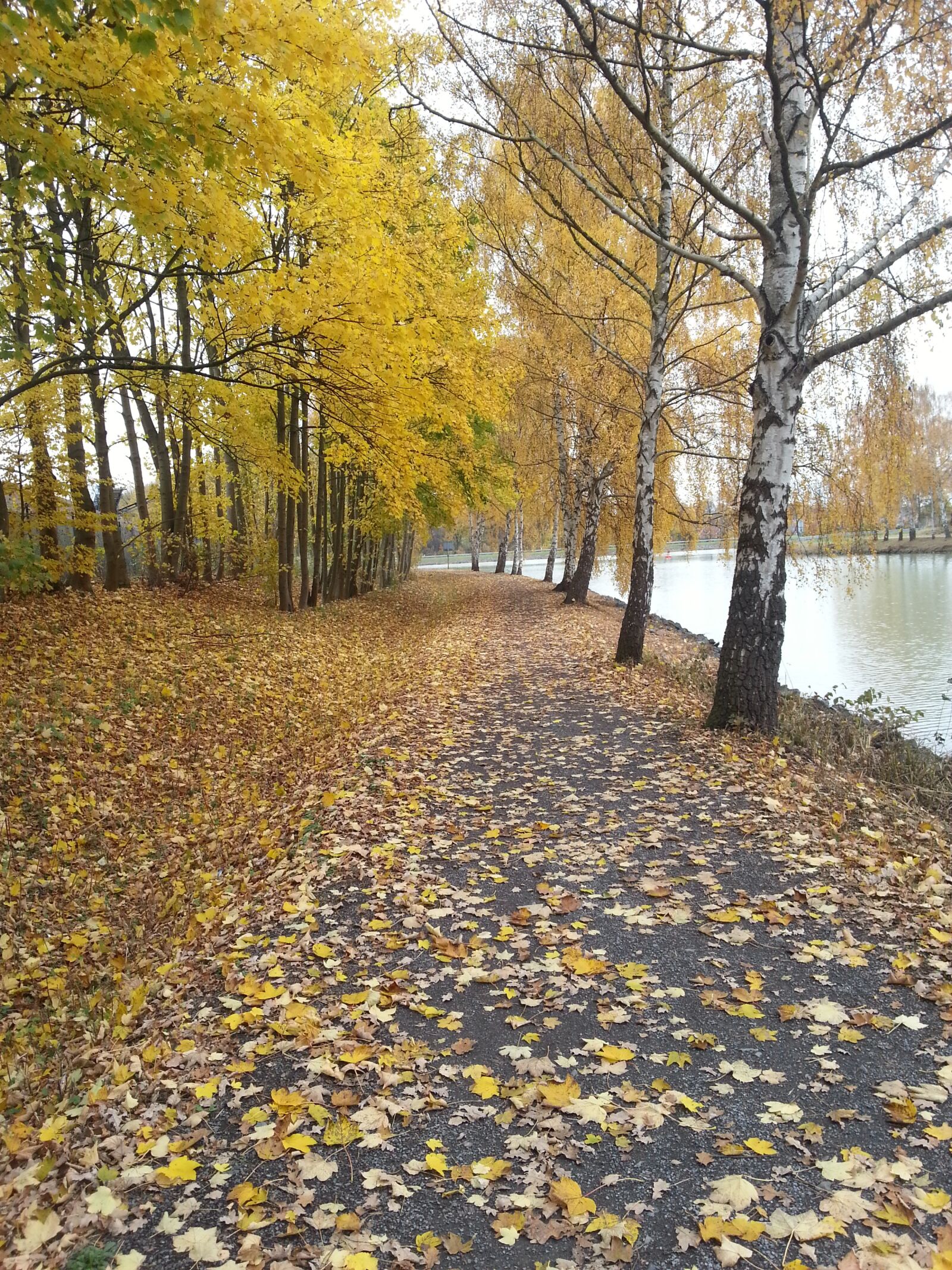 Samsung Galaxy S3 sample photo. Autumn, leaves, away photography