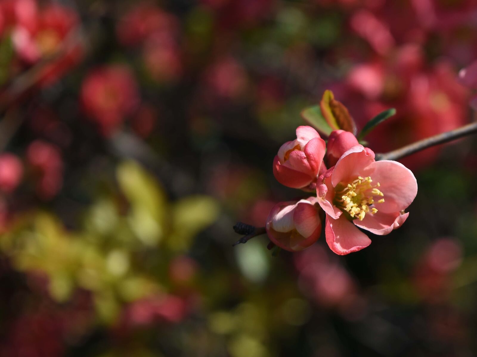 Nikon D5500 sample photo. Blossom, flower, petal, pink photography