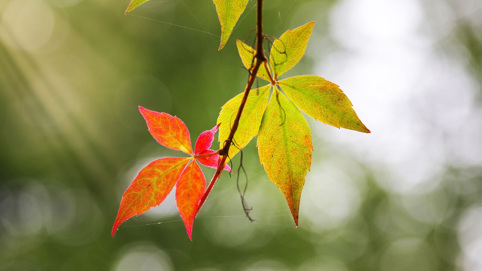 Canon EOS 6D Mark II sample photo. Leaves, foliage, autumn photography