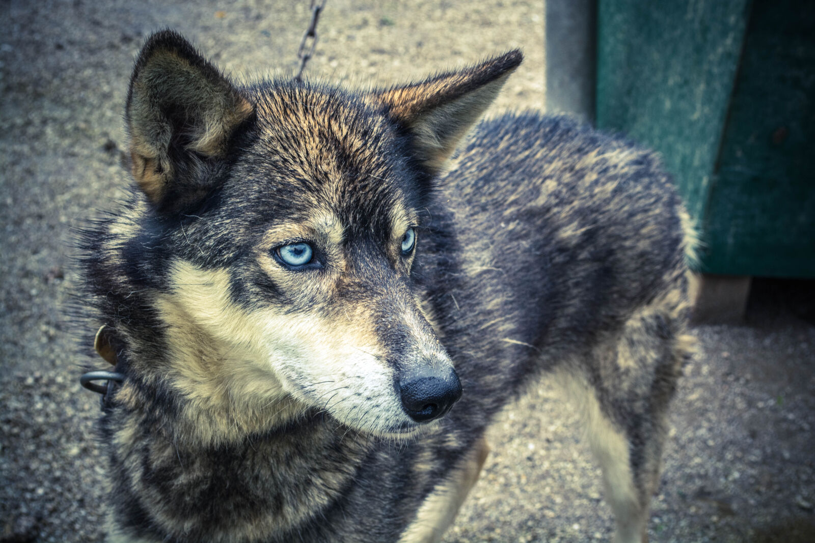Nikon D5200 sample photo. Adorable, animal, canine, cute photography
