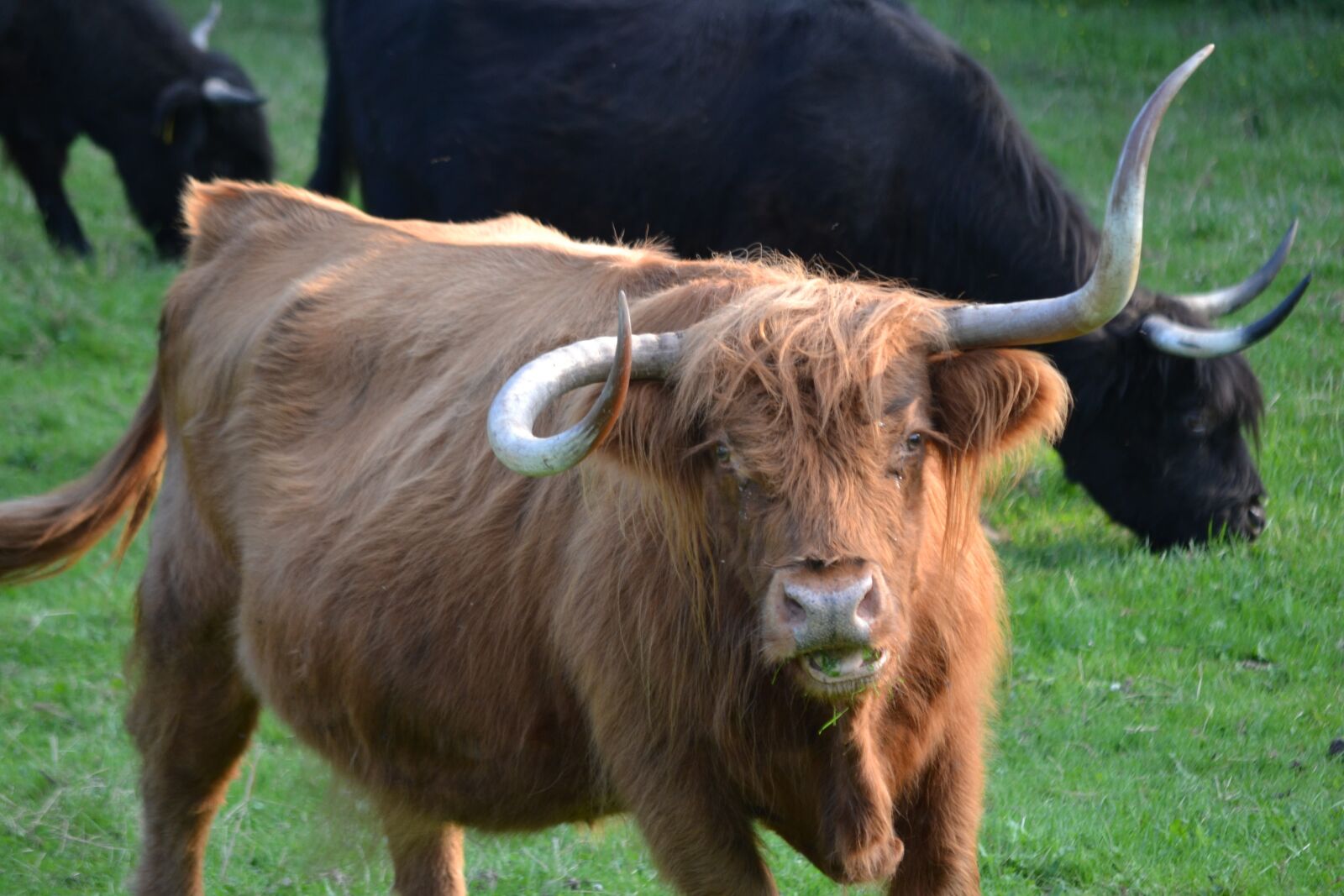 Nikon D3100 sample photo. Beef, cow, cattle photography
