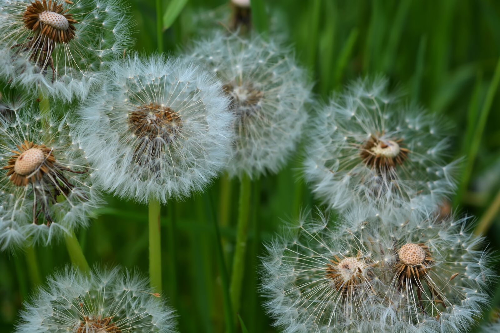 Nikon D5200 sample photo. Dandelions, spring, flowers photography