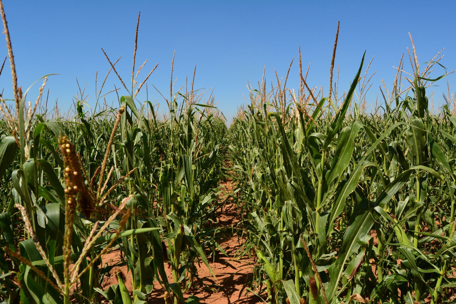 Nikon D5200 sample photo. Maize, corn, field photography