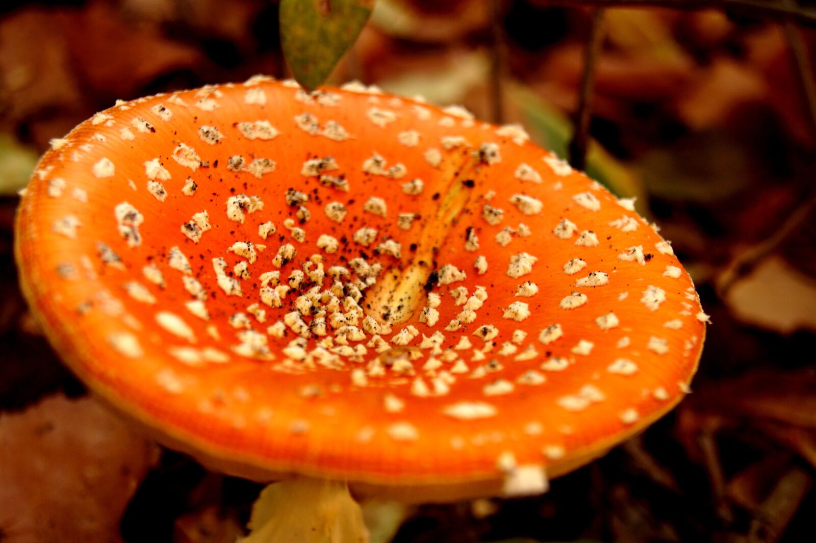 Sony DT 18-55mm F3.5-5.6 SAM II sample photo. Mushrooms, plant, macro photography