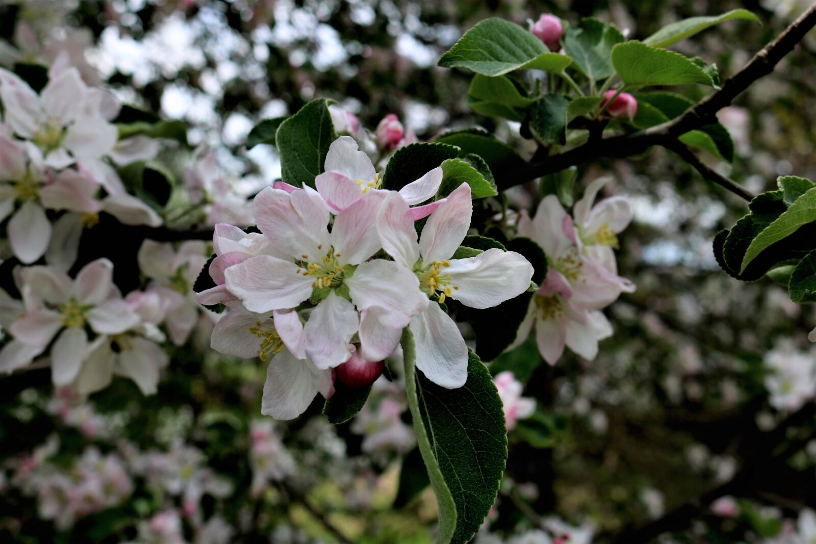 Canon EOS 750D (EOS Rebel T6i / EOS Kiss X8i) sample photo. Apple blossom, blossom, spring photography