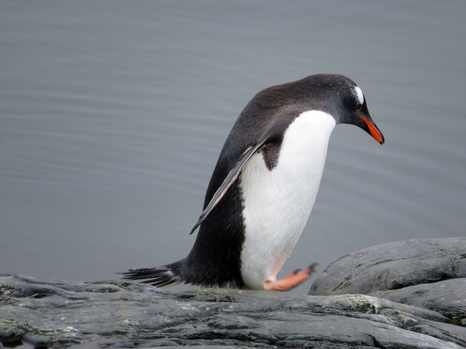 Canon PowerShot SX540 HS sample photo. Donkey penguin, penguin, antarctica photography