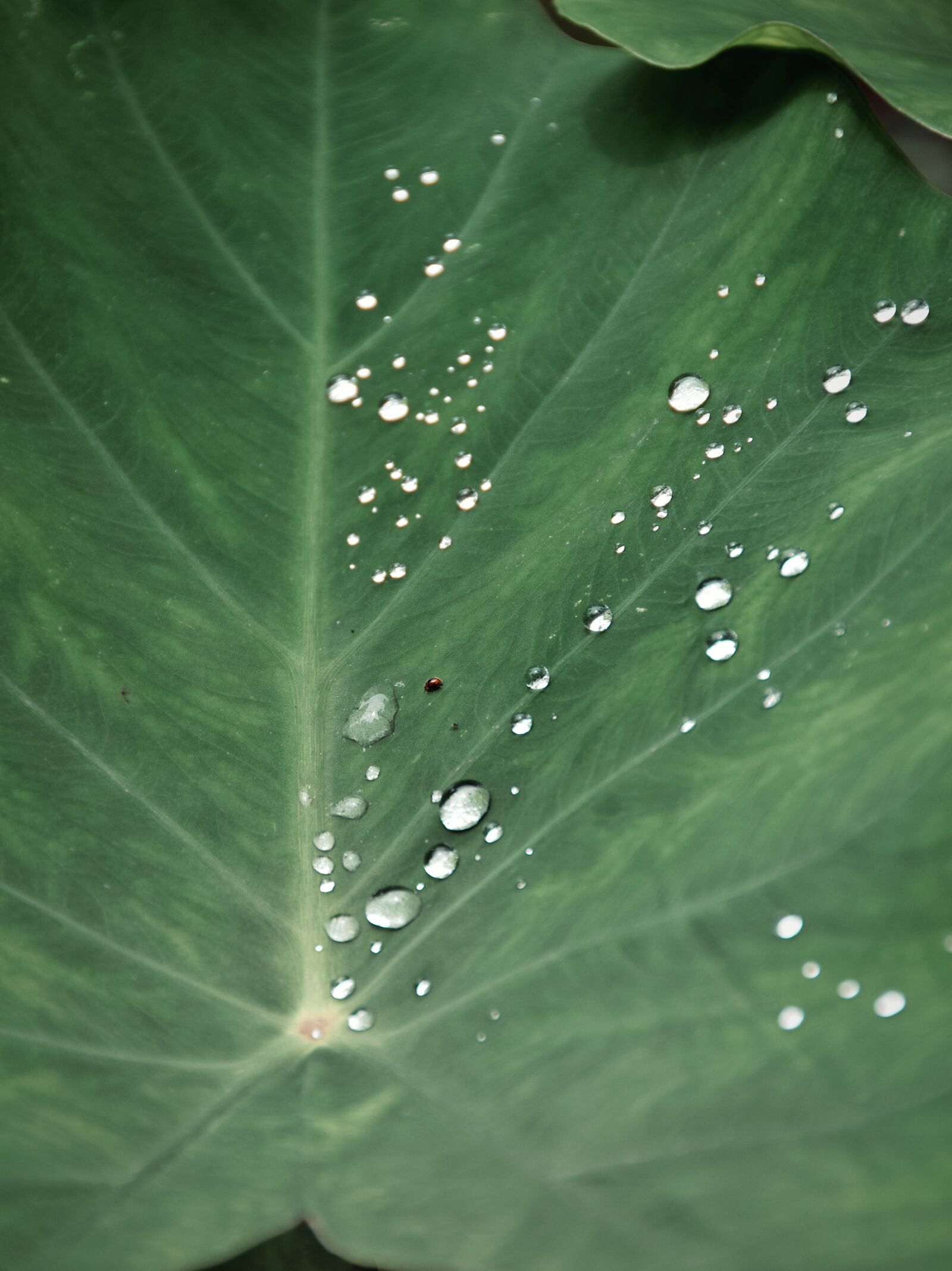 Nikon D5300 sample photo. Leaf, water, dew photography