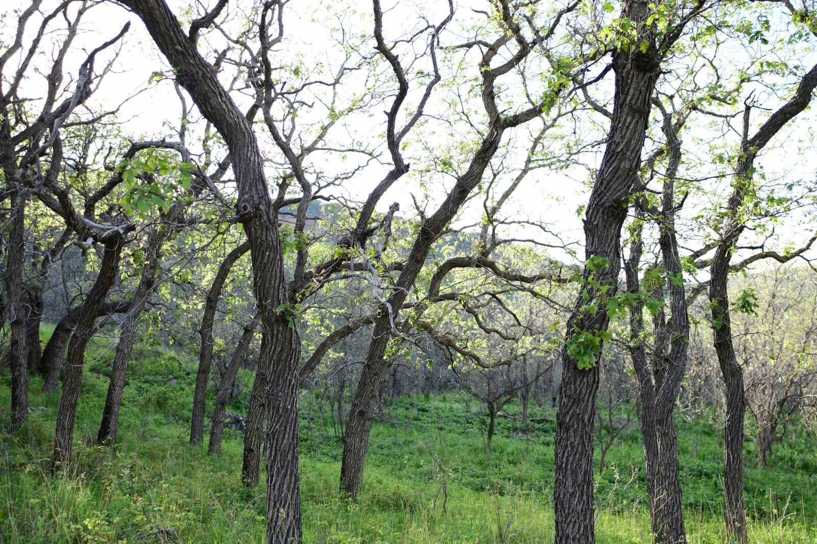 Nikon D5500 sample photo. Tree, nature, natural photography