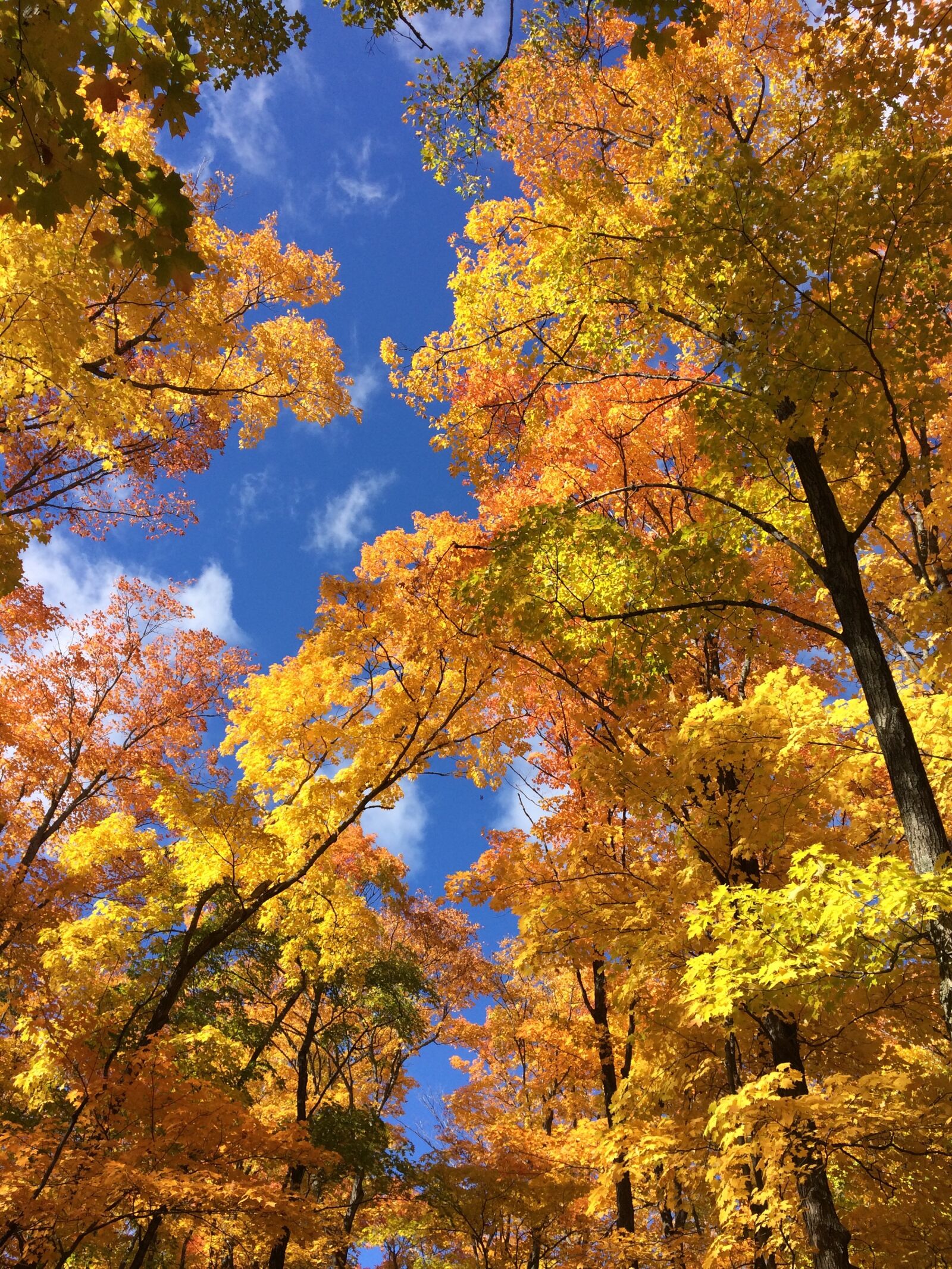 iPhone 5s back camera 4.15mm f/2.2 sample photo. Fall, leaf, yellow photography
