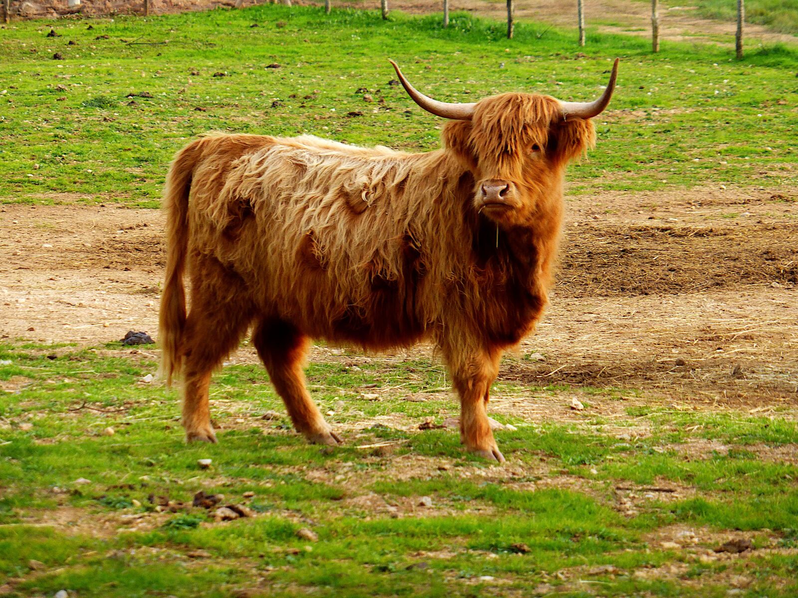 Panasonic Lumix DMC-ZS25 (Lumix DMC-TZ35) sample photo. Animal, cattle, cow photography