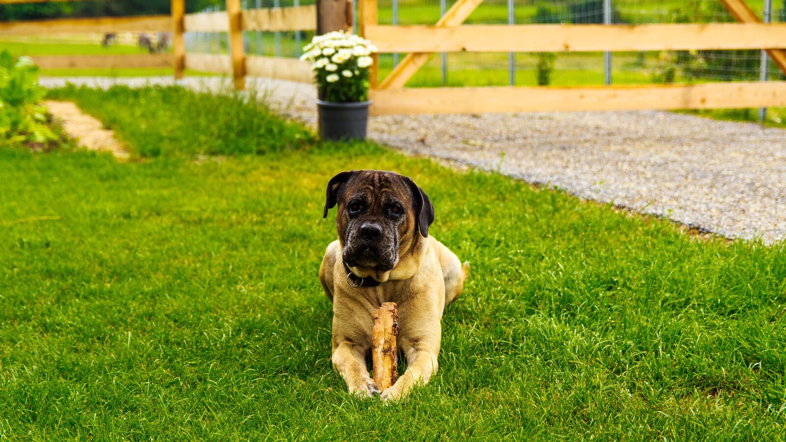 Canon EOS 650D (EOS Rebel T4i / EOS Kiss X6i) sample photo. Canecorso, big dog, great photography