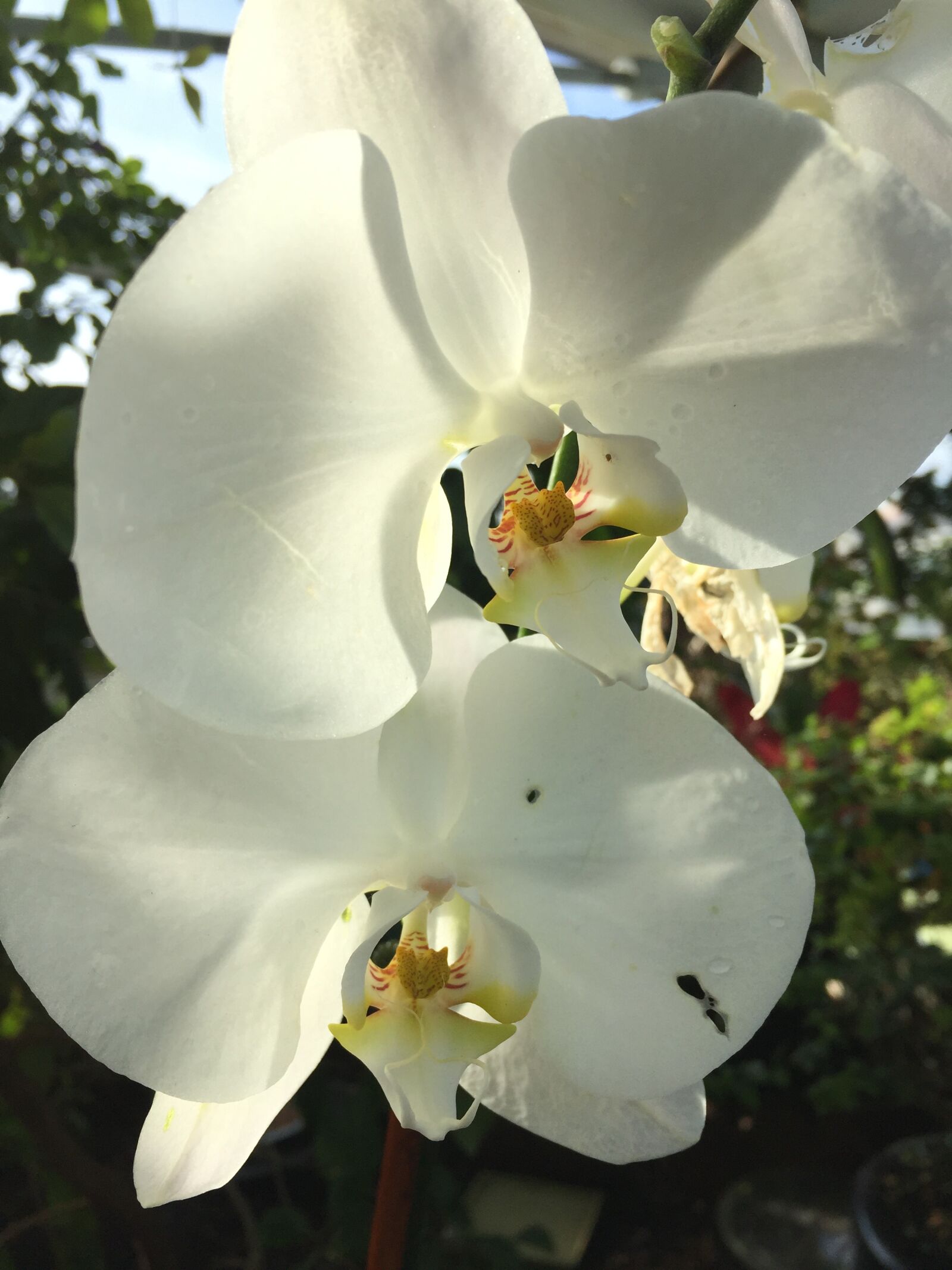 iPhone 6 back camera 4.15mm f/2.2 sample photo. Orchid, flower, blossom photography