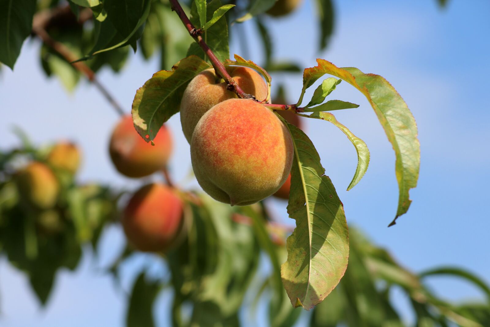 Canon EOS 1200D (EOS Rebel T5 / EOS Kiss X70 / EOS Hi) sample photo. Peaches, fruit, summer photography
