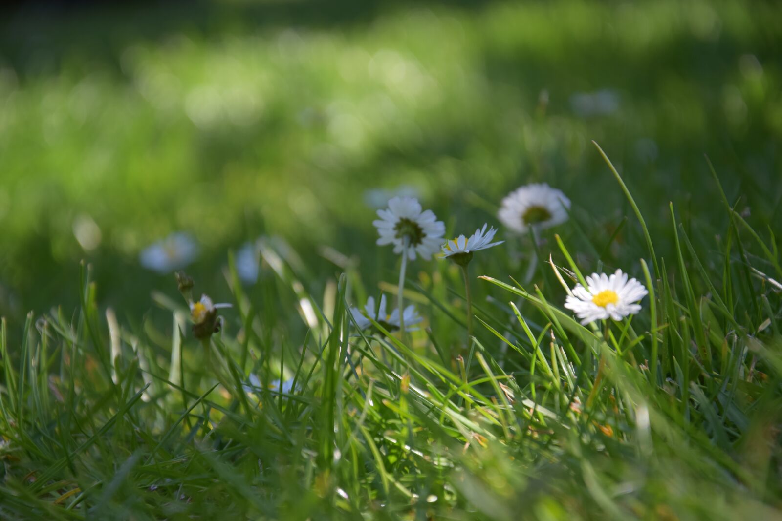 Nikon D5300 sample photo. Nature, summer, spring photography