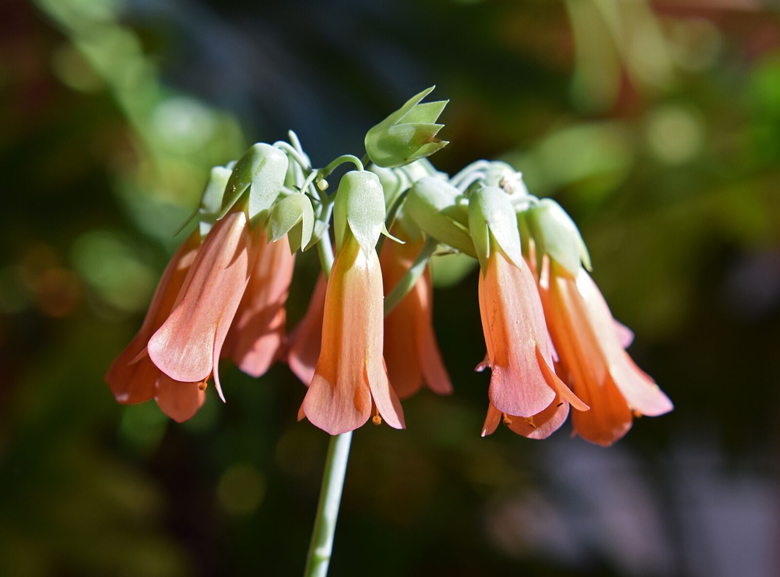 Nikon D3300 sample photo. Mother of millions, kalanchoe photography